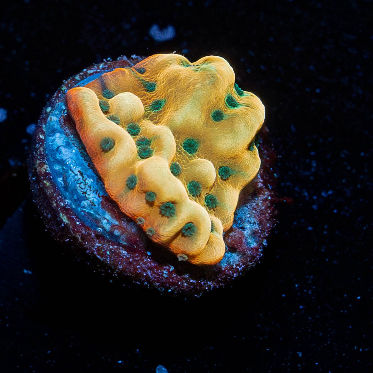 WWC Kung Pow Montipora - riptide aquaculture llc