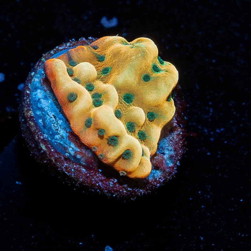 WWC Kung Pow Montipora