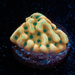 WWC Kung Pow Montipora - riptide aquaculture llc