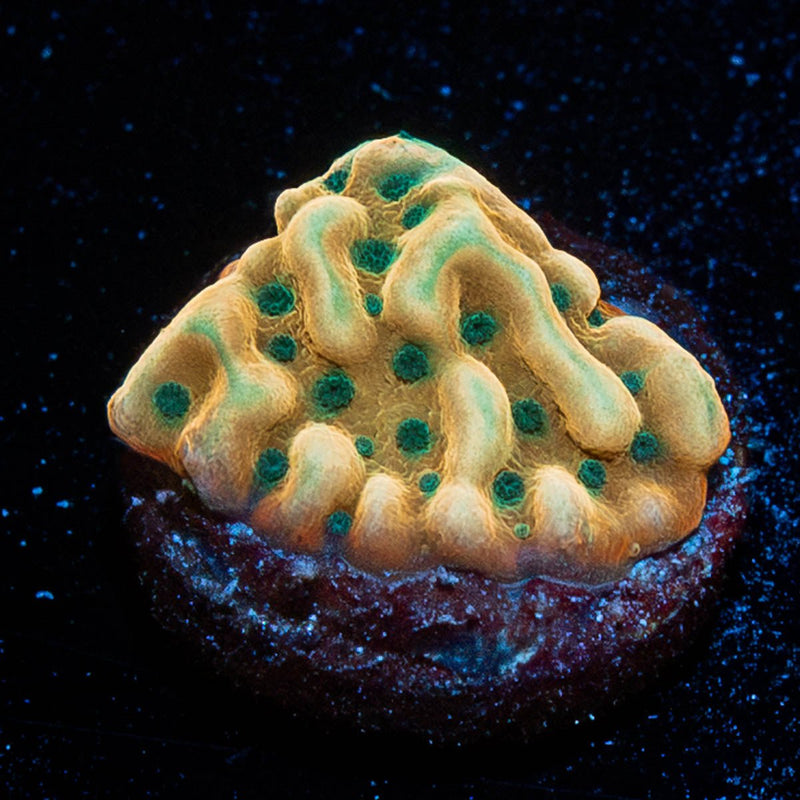 WWC Kung Pow Montipora