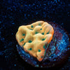 WWC Kung Pow Montipora - riptide aquaculture llc