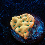 WWC Kung Pow Montipora - riptide aquaculture llc