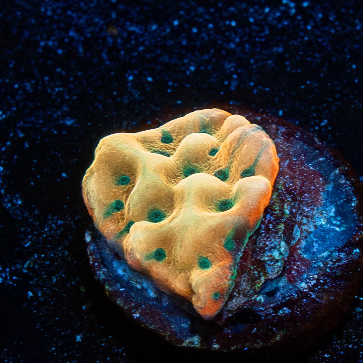 WWC Kung Pow Montipora - riptide aquaculture llc