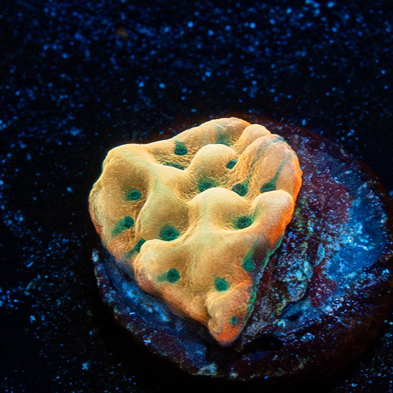 WWC Kung Pow Montipora