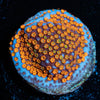 JF Fruity Pebbles Montipora - riptide aquaculture llc