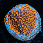 JF Fruity Pebbles Montipora - riptide aquaculture llc