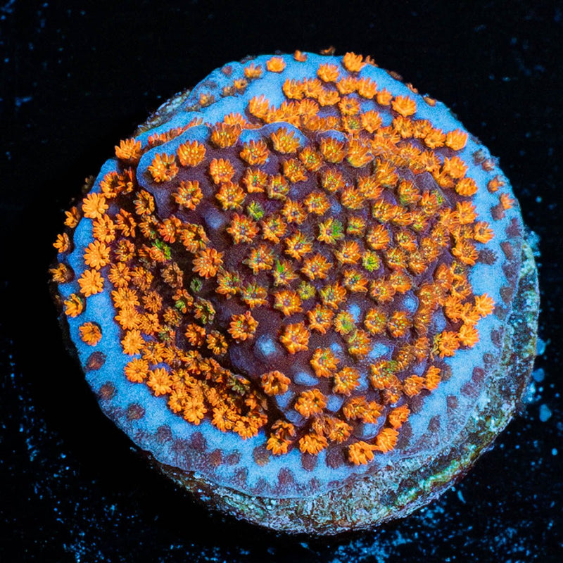 JF Fruity Pebbles Montipora