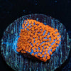 Superman Montipora - riptide aquaculture llc