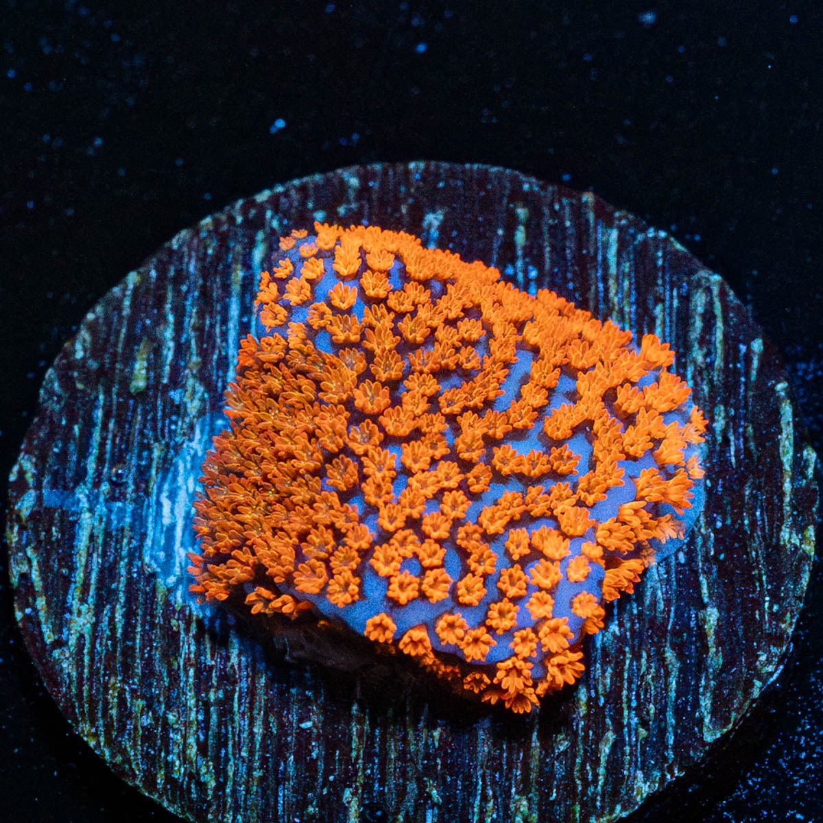 Superman Montipora - riptide aquaculture llc