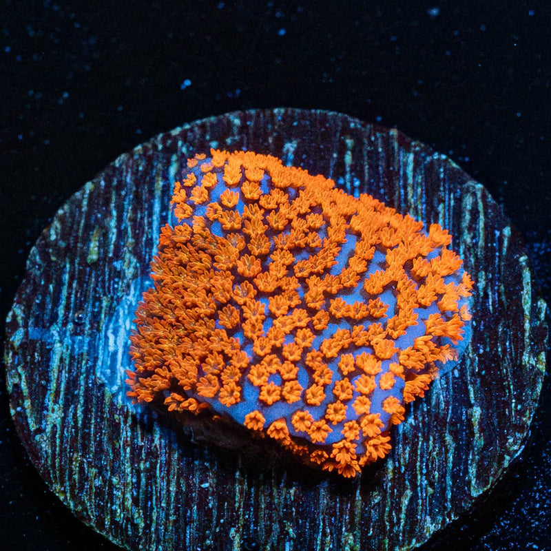 Superman Montipora