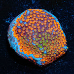 JF Fruity Pebbles Montipora - riptide aquaculture llc