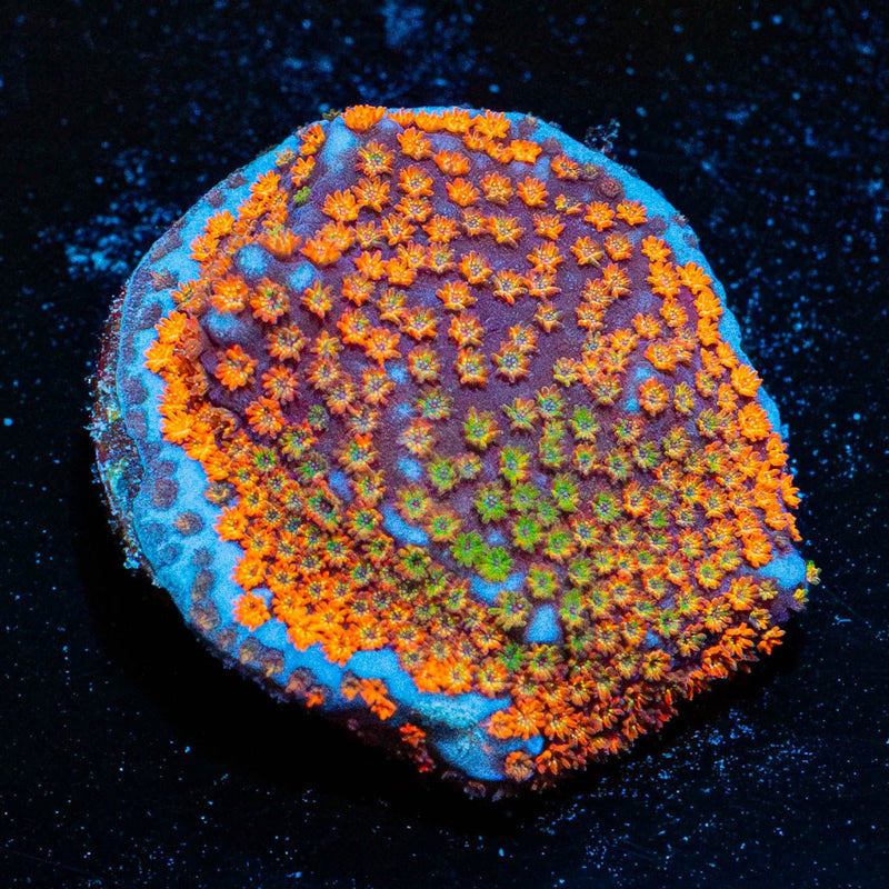 JF Fruity Pebbles Montipora