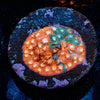 Fender Bender Cyphastrea - riptide aquaculture llc