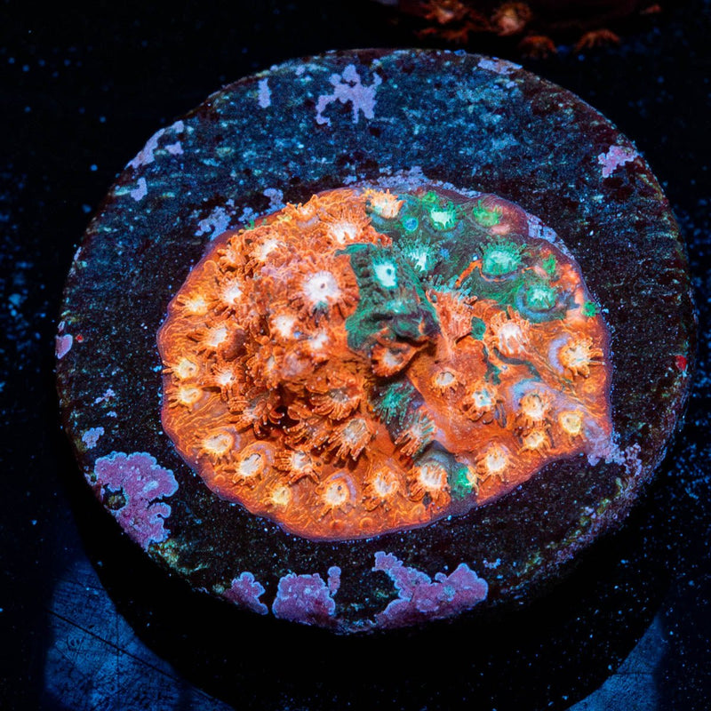 Fender Bender Cyphastrea