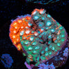 Fender Bender Cyphastrea - riptide aquaculture llc