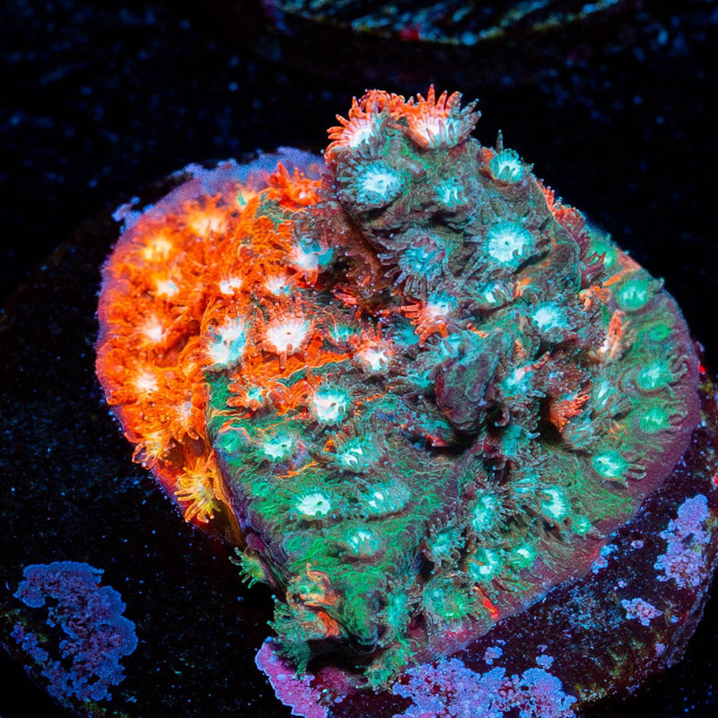 Fender Bender Cyphastrea