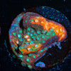Fender Bender Cyphastrea - riptide aquaculture llc