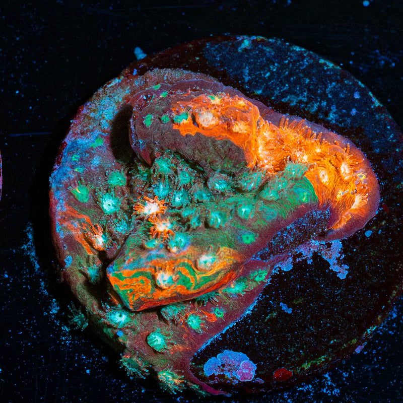 Fender Bender Cyphastrea