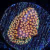 Looney Tunes Stylocoeniella - riptide aquaculture llc