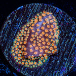 Looney Tunes Stylocoeniella - riptide aquaculture llc