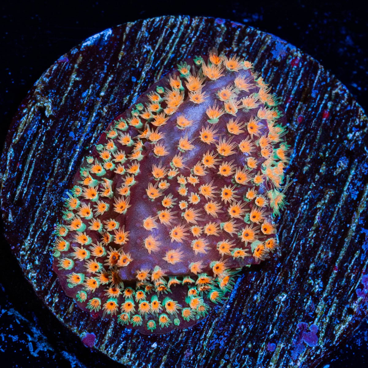 Looney Tunes Stylocoeniella - riptide aquaculture llc