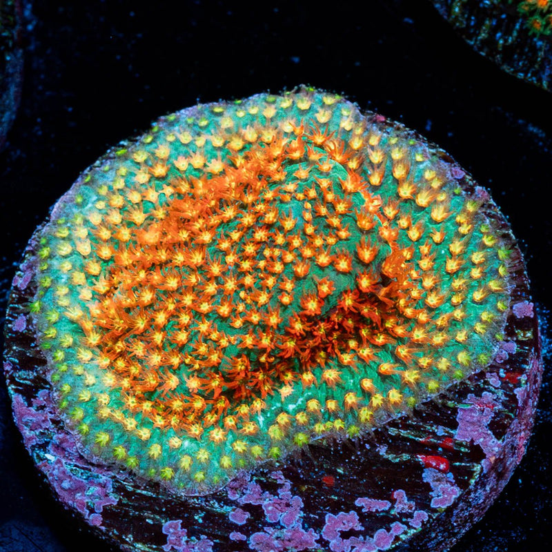 WWC Close Encounter Stylocoeniella