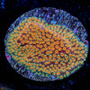 Looney Tunes Stylocoeniella - riptide aquaculture llc