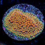 Looney Tunes Stylocoeniella - riptide aquaculture llc