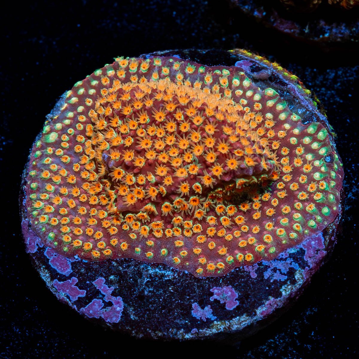 Looney Tunes Stylocoeniella - riptide aquaculture llc