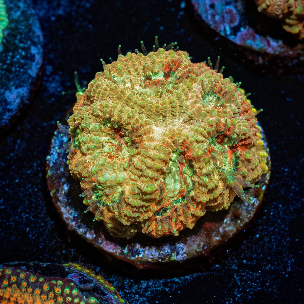 Starscream Favia - riptide aquaculture llc