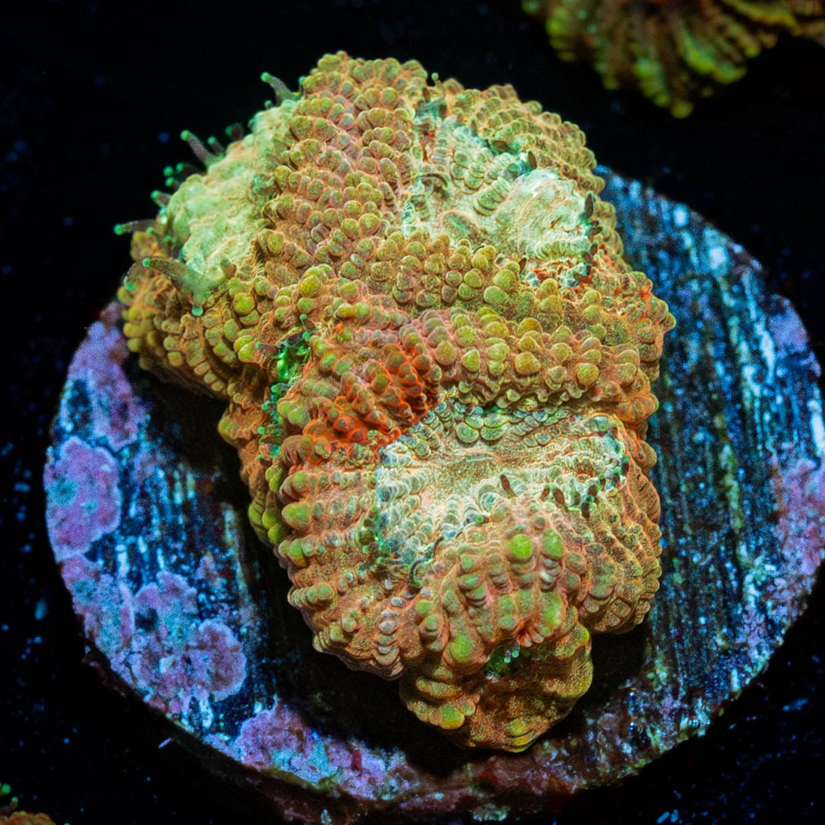 Starscream Favia - riptide aquaculture llc