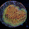 Looney Tunes Stylocoeniella - riptide aquaculture llc