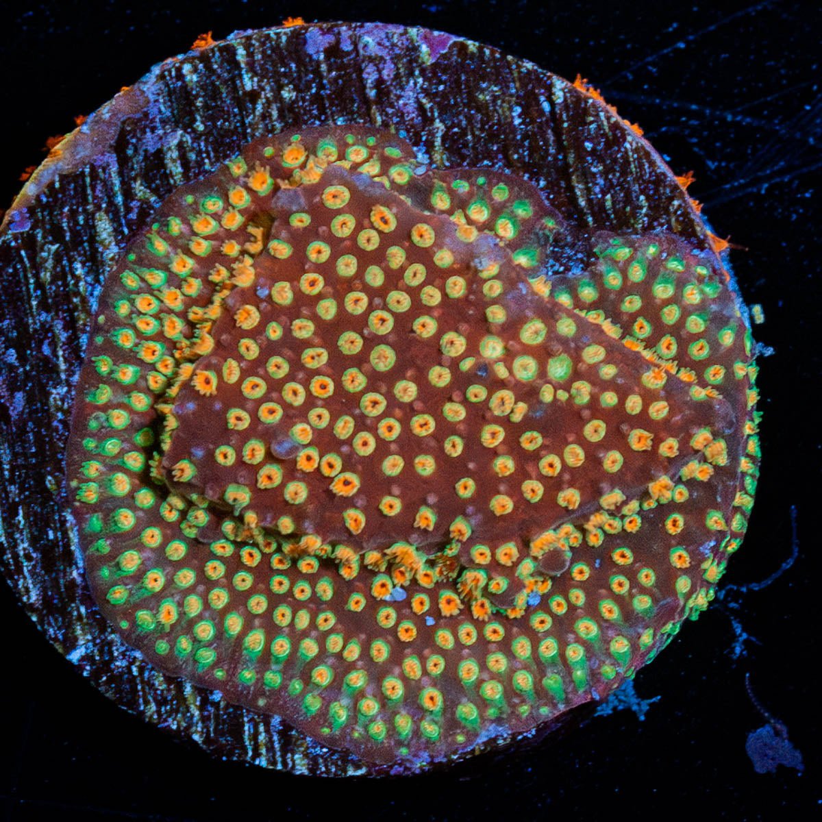 Looney Tunes Stylocoeniella - riptide aquaculture llc