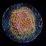 Looney Tunes Stylocoeniella - riptide aquaculture llc