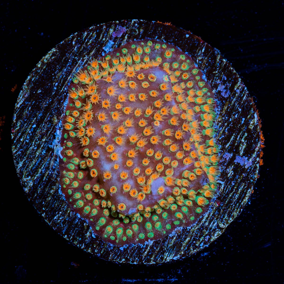 Looney Tunes Stylocoeniella - riptide aquaculture llc