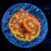 Conflict Diamond Favia - riptide aquaculture llc
