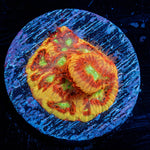 Conflict Diamond Favia - riptide aquaculture llc