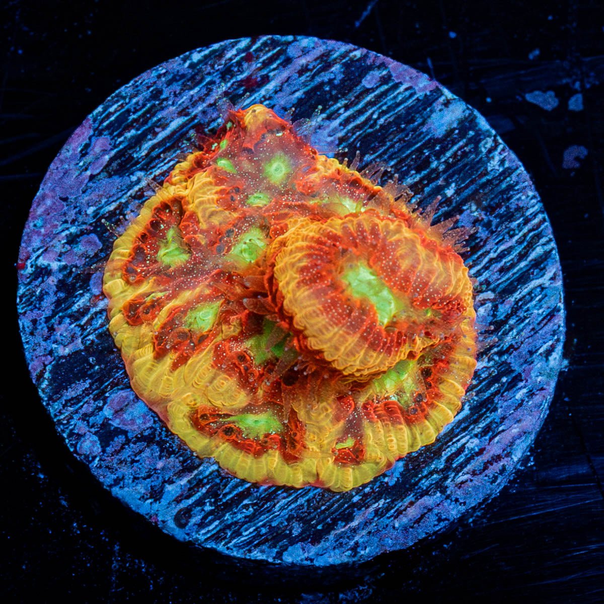 Conflict Diamond Favia - riptide aquaculture llc