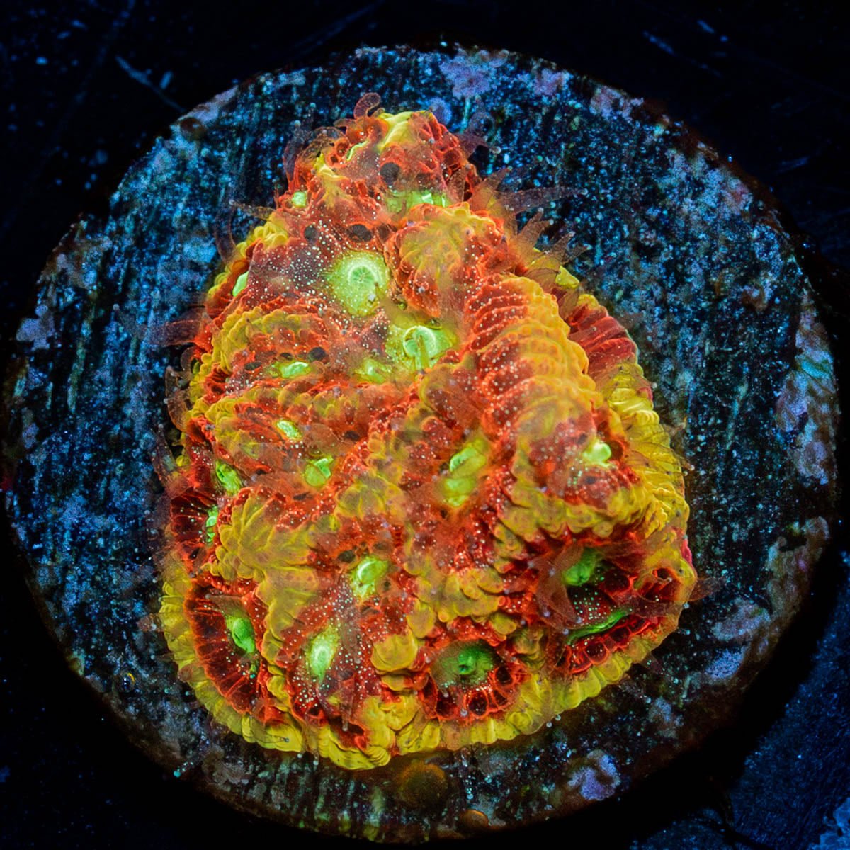 Conflict Diamond Favia - riptide aquaculture llc