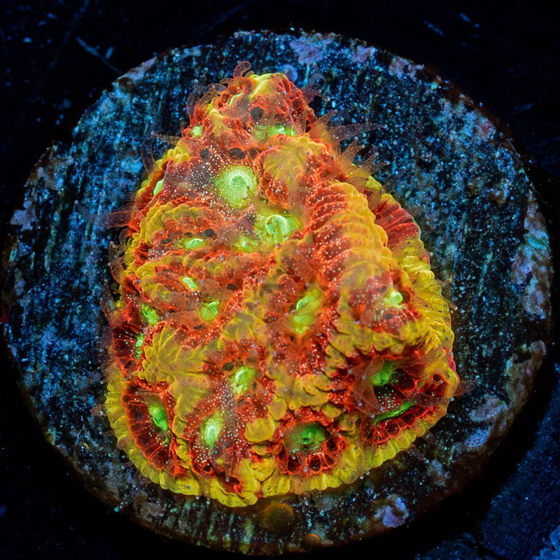 Conflict Diamond Favia