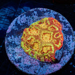 Scorpion King Favia - riptide aquaculture llc