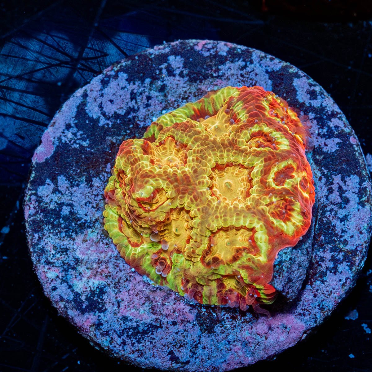 Scorpion King Favia - riptide aquaculture llc