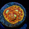 Conflict Diamond Favia - riptide aquaculture llc