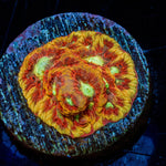 Conflict Diamond Favia - riptide aquaculture llc