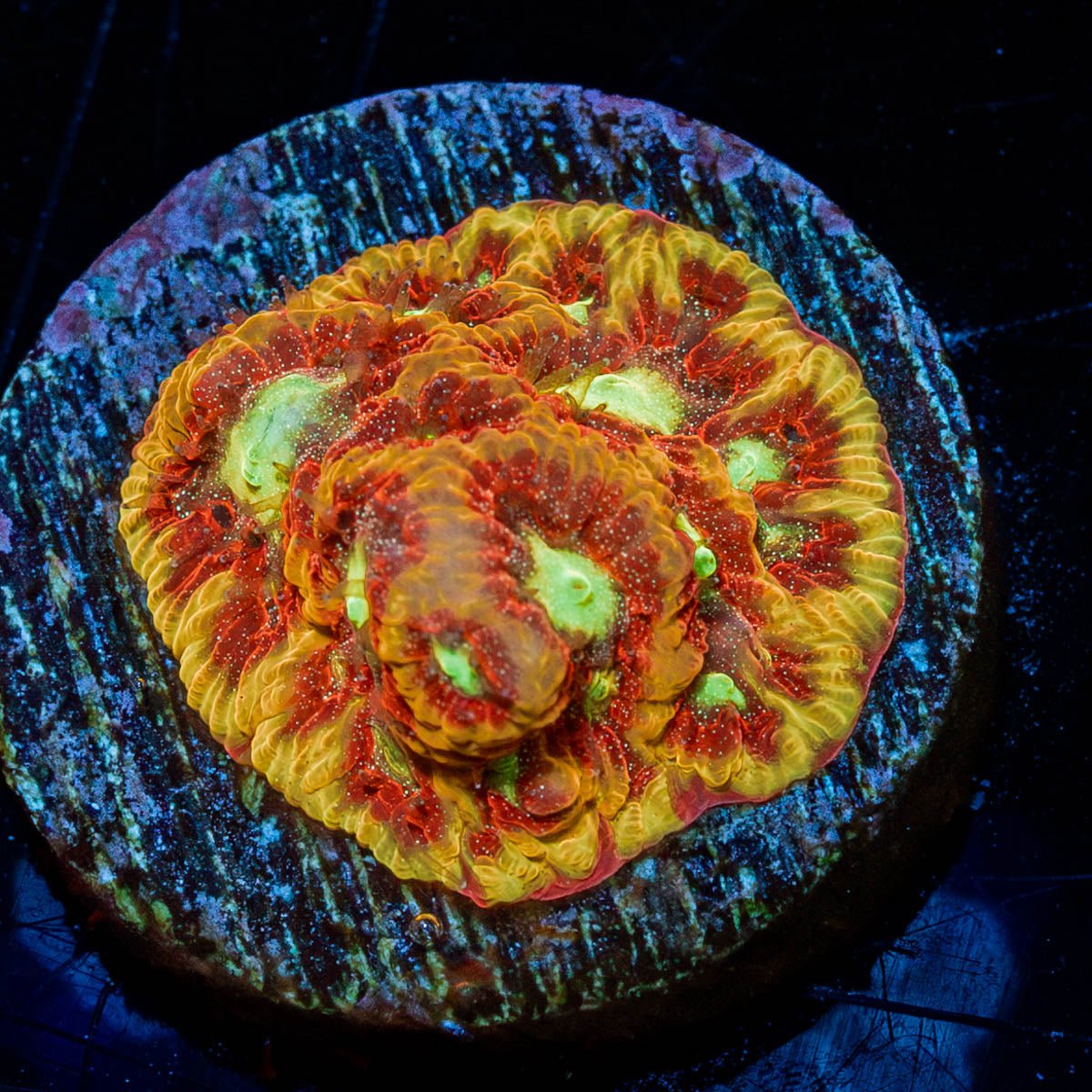 Conflict Diamond Favia - riptide aquaculture llc
