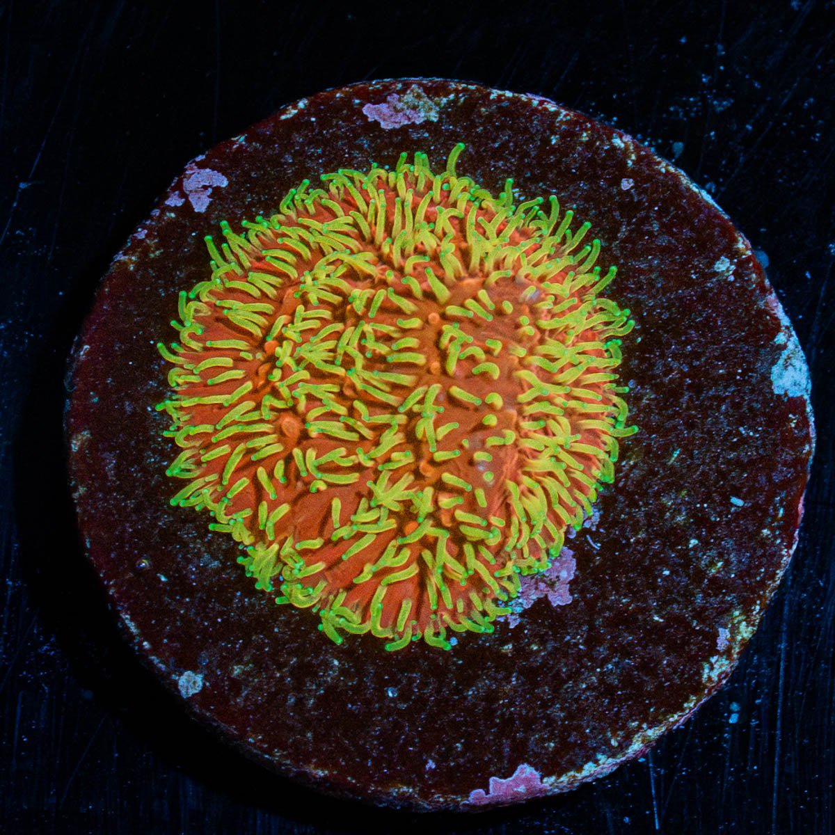 Freak Hair Lithophyllon - riptide aquaculture llc
