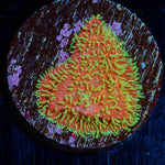 Freak Hair Lithophyllon - riptide aquaculture llc