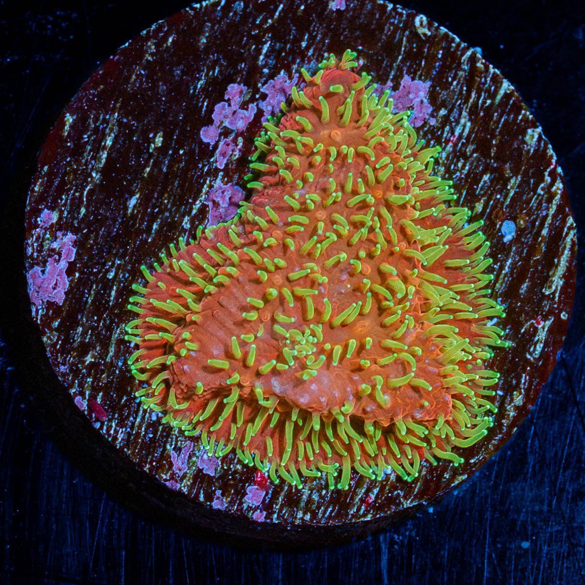 Freak Hair Lithophyllon - riptide aquaculture llc