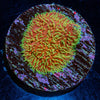 Freak Hair Lithophyllon - riptide aquaculture llc