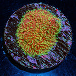 Freak Hair Lithophyllon - riptide aquaculture llc